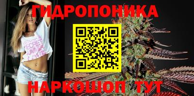 крисы Гай